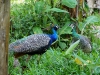 110115_isla_parida24