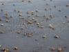 110115_isla_parida_otherside59