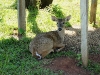 110115_panama_deer01