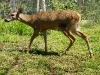 110115_panama_deer02