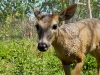 110115_panama_deer05