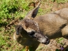 110115_panama_deer08