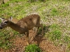 110115_panama_deer09