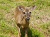 110115_panama_deer11