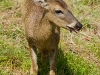 110115_panama_deer12