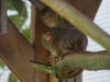 Pygmy Marmoset