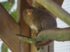 Pygmy Marmoset