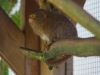 Pygmy Marmoset