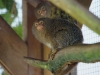 Pygmy Marmoset