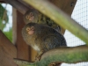 Pygmy Marmoset