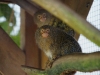 Pygmy Marmoset