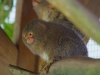 Pygmy Marmoset