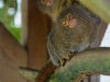 Pygmy Marmoset