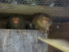 Pygmy Marmoset