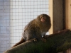 Pygmy Marmoset