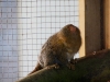 Pygmy Marmoset