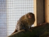 Pygmy Marmoset