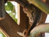 Pygmy Marmoset