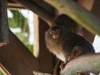 Pygmy Marmoset