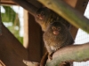 Pygmy Marmoset