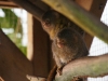 Pygmy Marmoset