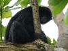 110115_spidermonkey23