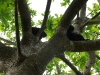 110115_spidermonkey26