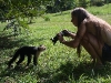 110115_animals02