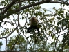 Whitefaced capuchin