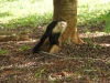 Whitefaced capuchin