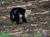 Whitefaced capuchin