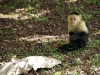 Whitefaced capuchin