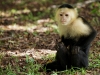 Whitefaced capuchin