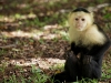 Whitefaced capuchin