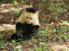 Whitefaced capuchin