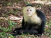 Whitefaced capuchin