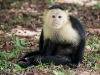 Whitefaced capuchin