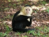 Whitefaced capuchin