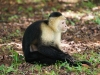 Whitefaced capuchin