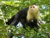 Whitefaced capuchin