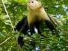 Whitefaced capuchin