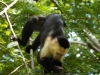 Whitefaced capuchin