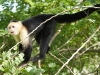 Whitefaced capuchin