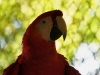 Scarlett Macaw