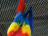 Scarlett Macaw