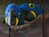 Hyacinth Macaw