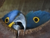 Hyacinth Macaw