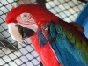 Scarlett Macaw