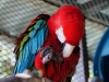 Scarlett Macaw