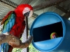 Scarlett Macaw and Buffon Macaw